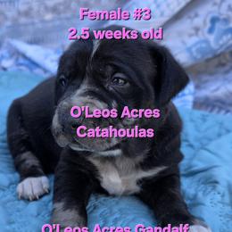 Girl 3 - female Catahoula Leopard Dog puppy in Perry, Florida from O'Leos' Acres Catahoulas