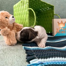 Goldendoodle Puppies from The Dood Effect