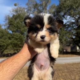 Sage (Financing Available) - Blue merle and white male American Corgi puppy in Inverness, Florida from Canaan Farm Corgis
