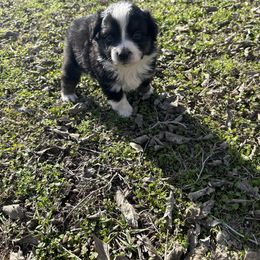 Dopey - Black Miniature Australian Shepherd puppy in Boyd, Texas from Deep Creek Mini Aussies