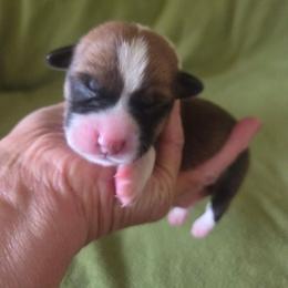 Boy 1 - Red male Pembroke Welsh Corgi puppy in Gig Harbor, Washington from Pacific Northwest Pembroke Welsh Corgis