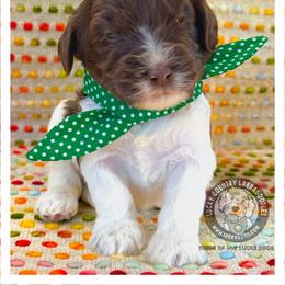 Mister Hunter - Chocolate male Australian Labradoodle puppy in Wake Forest, North Carolina from Lucky Country Labradoodles