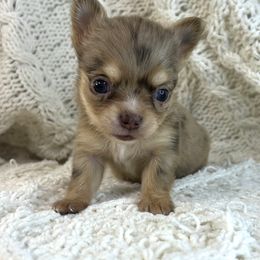 Lucy - Merle female Chihuahua puppy in Hobgood, North Carolina from Four Kids’ Farms, LLC