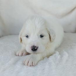 Olive - White female Great Pyrenees puppy in Yakima, Washington from Naches Heights Ranch