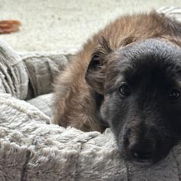 Silken Windhound Puppies from Luminous Silken Windhounds