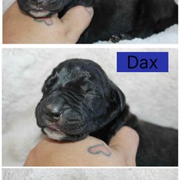 Dax - Black male Great Dane puppy in Spokane, Washington from Phoenix Family Danes