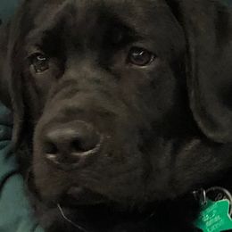 Labrador Retriever All Grown Up from Everlasting Labradors