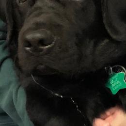 Labrador Retriever All Grown Up from Everlasting Labradors