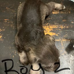 Boy 2 - Liver male Miniature Schnauzer puppy in Flomaton, Alabama from Boutwell's Miniature Schnauzers