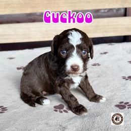 Cuckoo - female Golden Mountain Doodle puppy in Banner Elk, North Carolina from Walnut Tree Bernedoodles