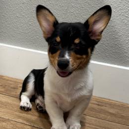 Donny - Black and tan male Pembroke Welsh Corgi puppy in Rosharon, Texas from Hallin’ Corgis