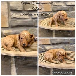 Boy 3 - Red  male Goldendoodle puppy in Lyman, Wyoming from Backcountry Doodles