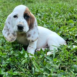 Caterpie - Mahogany and white male Basset Hound puppy in Lebanon, Ohio from Golden Acres D & B