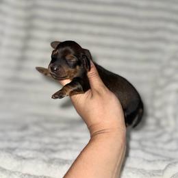Torch - Red male Dachshund puppy in Ceres, California from Rockin' M’s LilBitty Dachshunds (LBD)