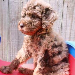 Brown - Chocolate male Labradoodle puppy in Lexington Park, Maryland from SUNNY SIDE DOODLES
