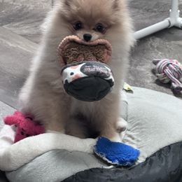 Pomeranian Puppies from Heartlove Poms