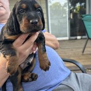 Boy 1 black - Black and tan Gordon Setter puppy in Portage, Mi, Michigan from The Duke of Gordon