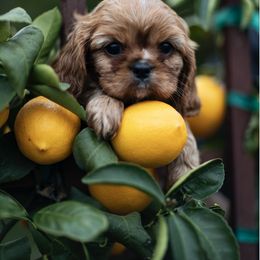 Cavalier King Charles Spaniel Puppies from Tsarevich Goldens and Cavaliers