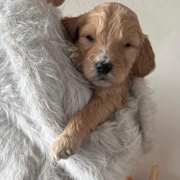 Saige - Cream female Goldendoodle puppy in Pasco, Washington from Elm Road Farms