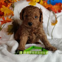 Coton de Tulear and Poodle Puppies from Legacy Pets