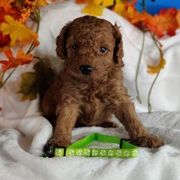 Coton de Tulear and Poodle Puppies from Legacy Pets