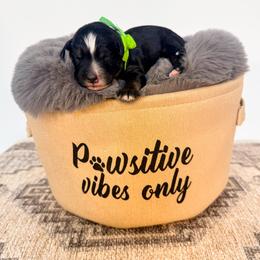 Luigi - Tri-color male Bernedoodle puppy in West Haven, Utah from Split Mountain Doodles