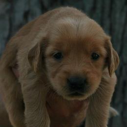 Terapagos - Golden female Golden Retriever puppy in Minneapolis, Minnesota from Firestorm Goldens