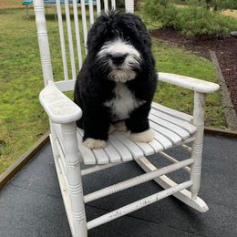 Bernedoodle and Double Doodle Puppies from Cloud Nine Doodles