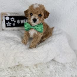 Green Bow - Apricot male Poodle puppy in Florida from Adorable Toy-Miniature Poodles