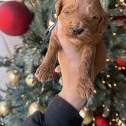 Royal blue - Red  male Goldendoodle puppy in Homer, Georgia from Creekside Kennels