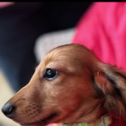Dachshund Puppies from PeacocksDachs