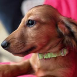 Dachshund Puppies from PeacocksDachs