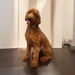 Scarlett - Poodle