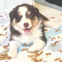 Brook - Red tri-color female Australian Shepherd puppy in Williston, Florida from Over The Rainbow Aussies