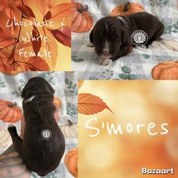 S'mores - Brown and white female Bernedoodle puppy in Godwin, North Carolina from Farm Sweet Farm Doodles