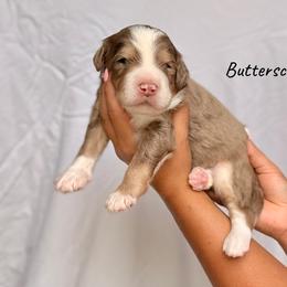 Butterscotch - Chocolate merle male Bernedoodle puppy in Pennsylvania from Bells Bernedoodles