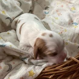 Scout - Blenheim male Cavalier King Charles Spaniel puppy in Gallatin, Tennessee from Kids and Canines