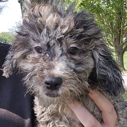 Bentley - Merle male Maltipoo puppy in Lebanon, Kentucky from Mosaic Merle Doodles