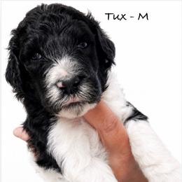 Tux - Parti male Poodle puppy in Greenwich, New York from MizzElle’s Standard Poodles