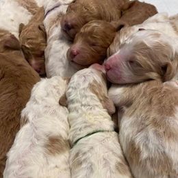 Goldendoodles from Geaux Doodle