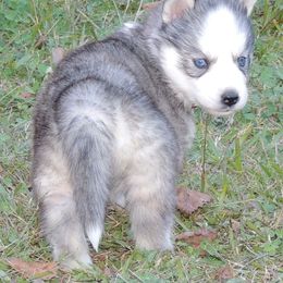 Pomsky and Siberian Husky Puppies from Beastly Beauties Huskies & Pomskies