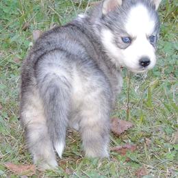 Pomsky and Siberian Husky Puppies from Beastly Beauties Huskies & Pomskies