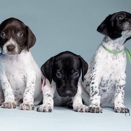 German Shorthaired Pointers from Pretty Branch Pointers