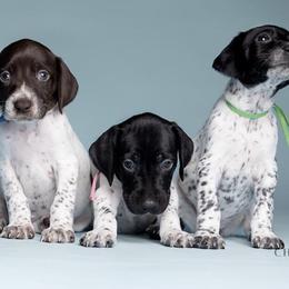 German Shorthaired Pointers from Pretty Branch Pointers