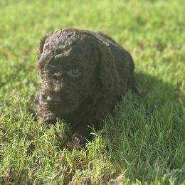 Goldendoodle Puppies from Diverse Nurturing Affectionate Doodle Kennel