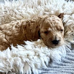 Oak- male 1 - Red male Cockapoo puppy in Mountain View, Missouri from Gastineau Doodles