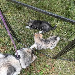 Siberian Husky Puppies from WILLIAM HUNDLEY