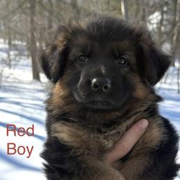 Boy 4 - Black and red male German Shepherd puppy in Newtown, Connecticut from Von Tiffany Haus