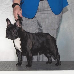 Luna - French Bulldog