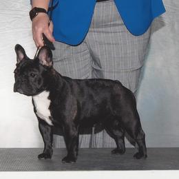 Luna - French Bulldog